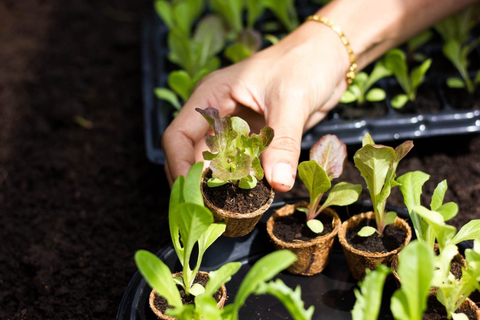 Coco coir seed starter pots Biodegradable and Compostable Pots