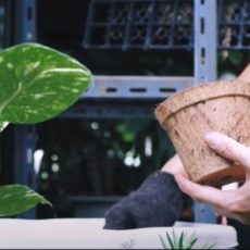 Biodegradable Pots Video