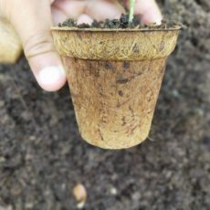 8cm biodegradable pots