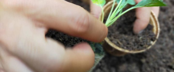 Biodegradable seed starter pots