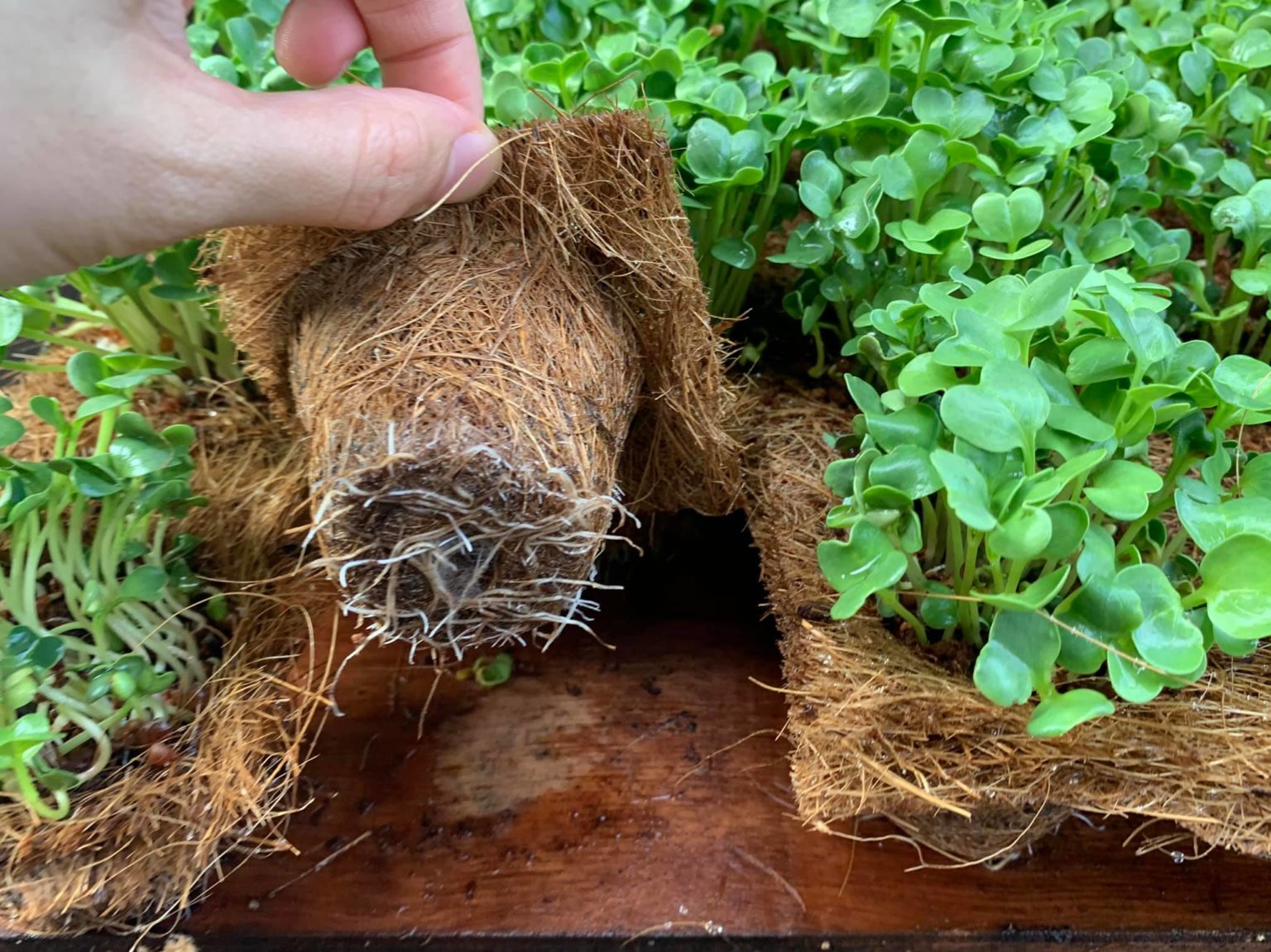 Biodegradable seed trays Biodegradable and Compostable Pots