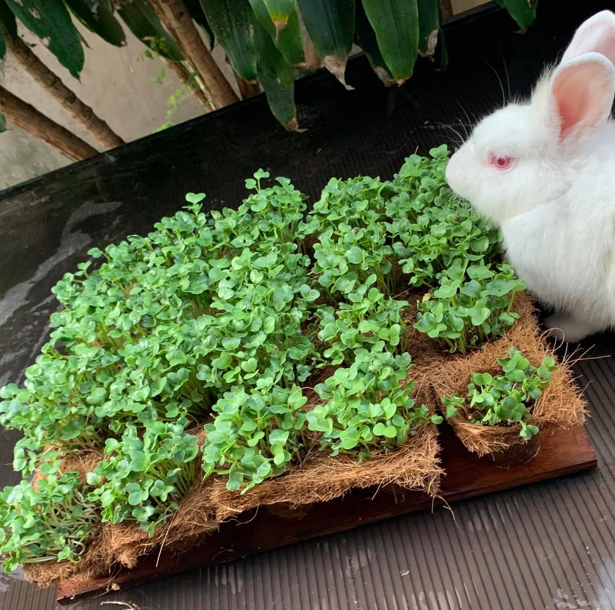 Biodegradable seed trays Biodegradable and Compostable Pots