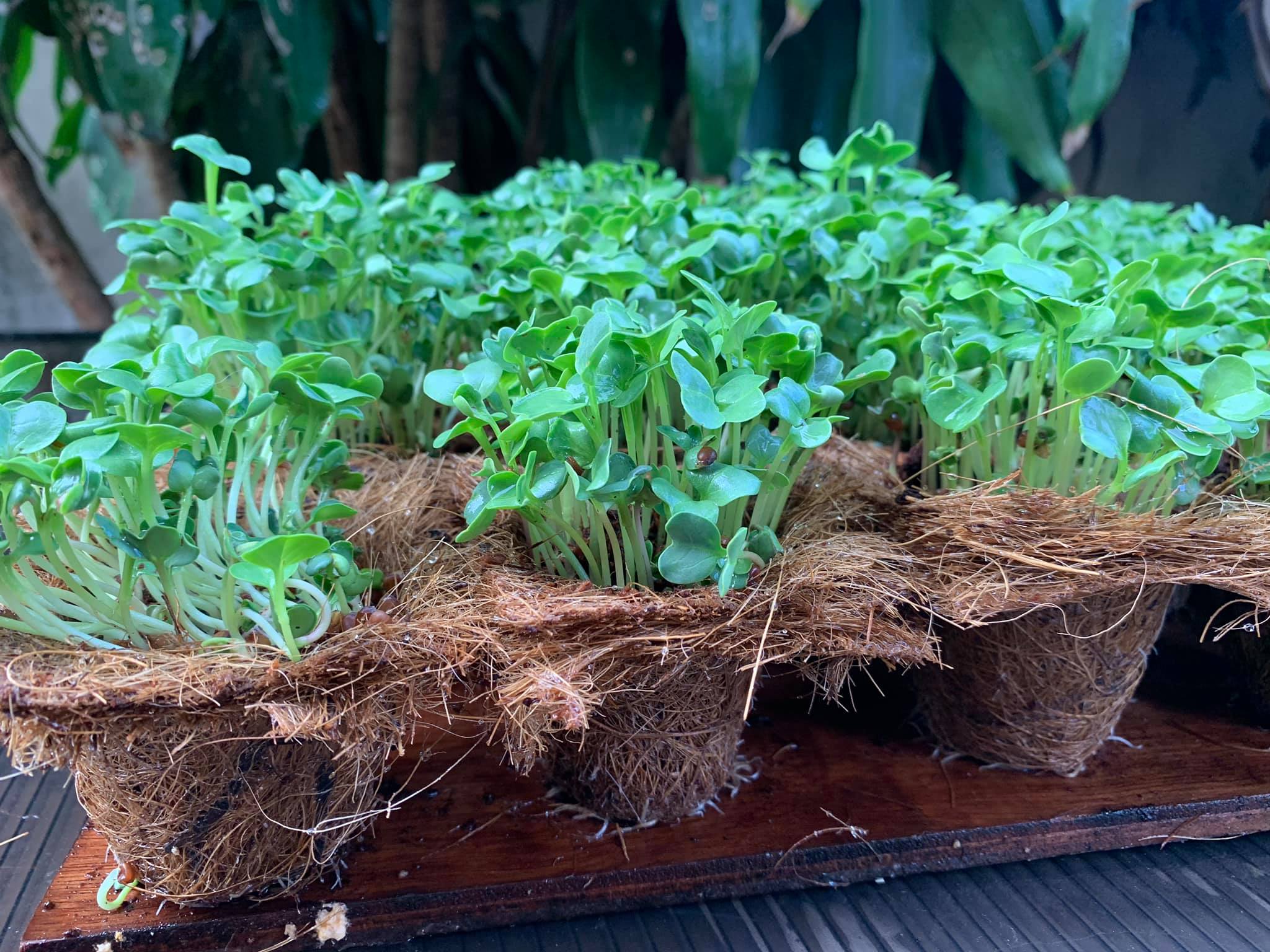 Biodegradable seed trays Biodegradable and Compostable Pots