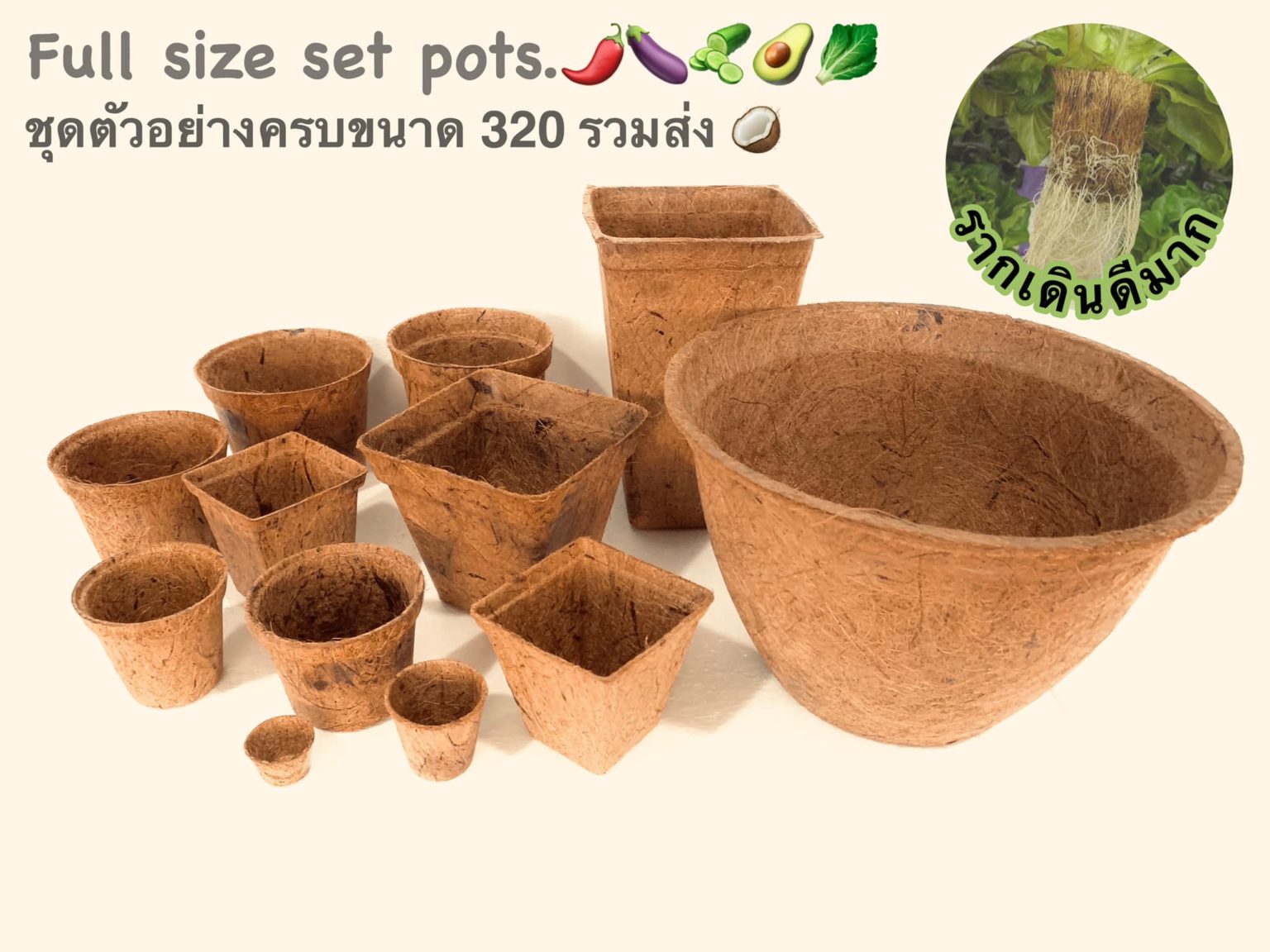 Biodegradable Pots for roses, hydroponics and herbs Biodegradable and Compostable Pots