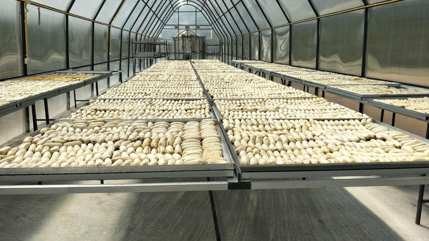 Dried banana production Thailand
