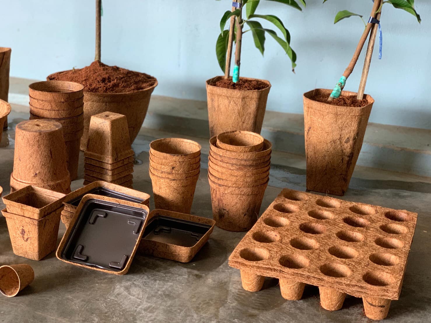 Forestry tube tree pots Biodegradable and Compostable Pots