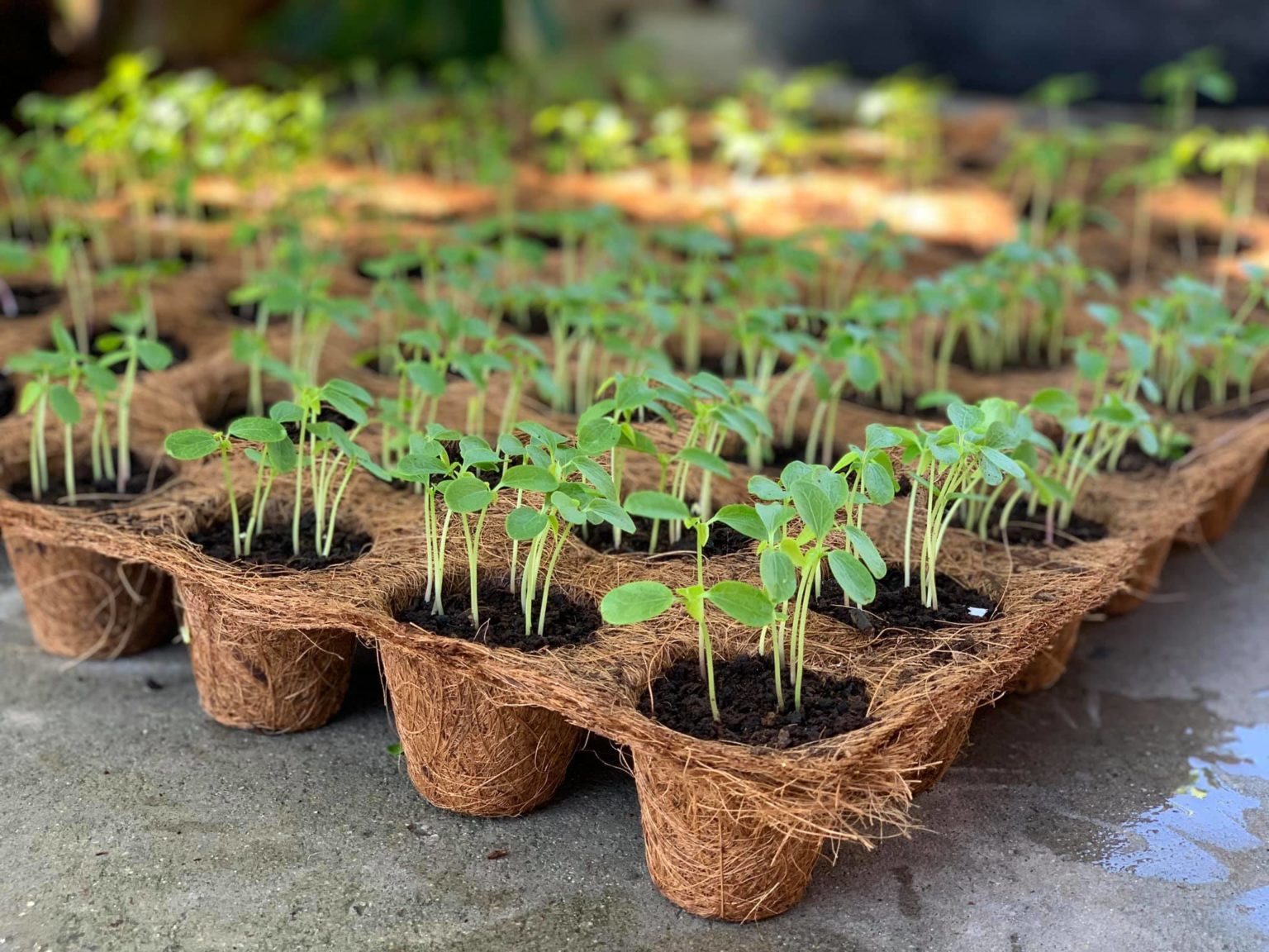 nursery seedling tray Biodegradable and Compostable Pots