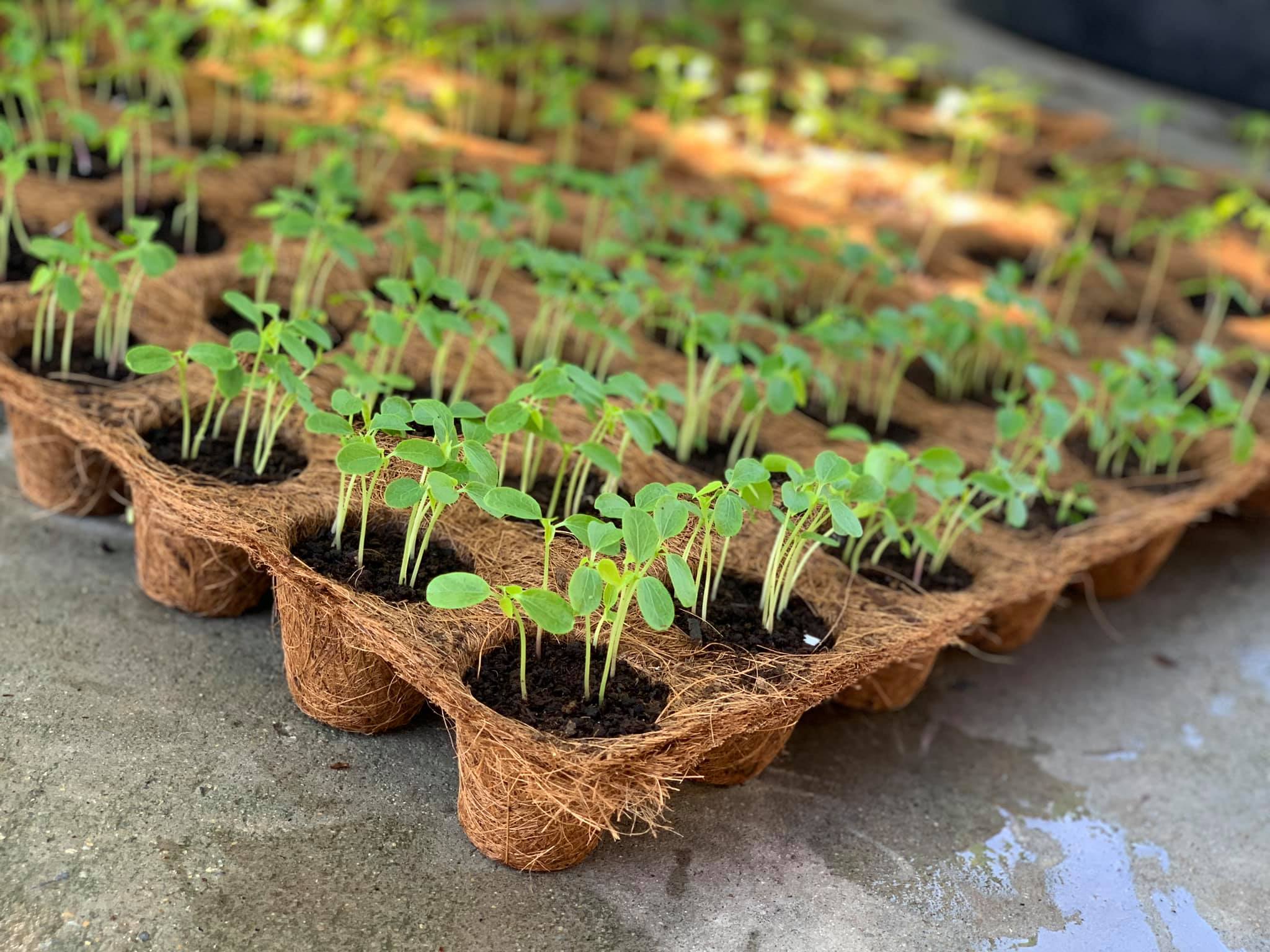 Seedling Trays Large at Stephanie Wheeler blog