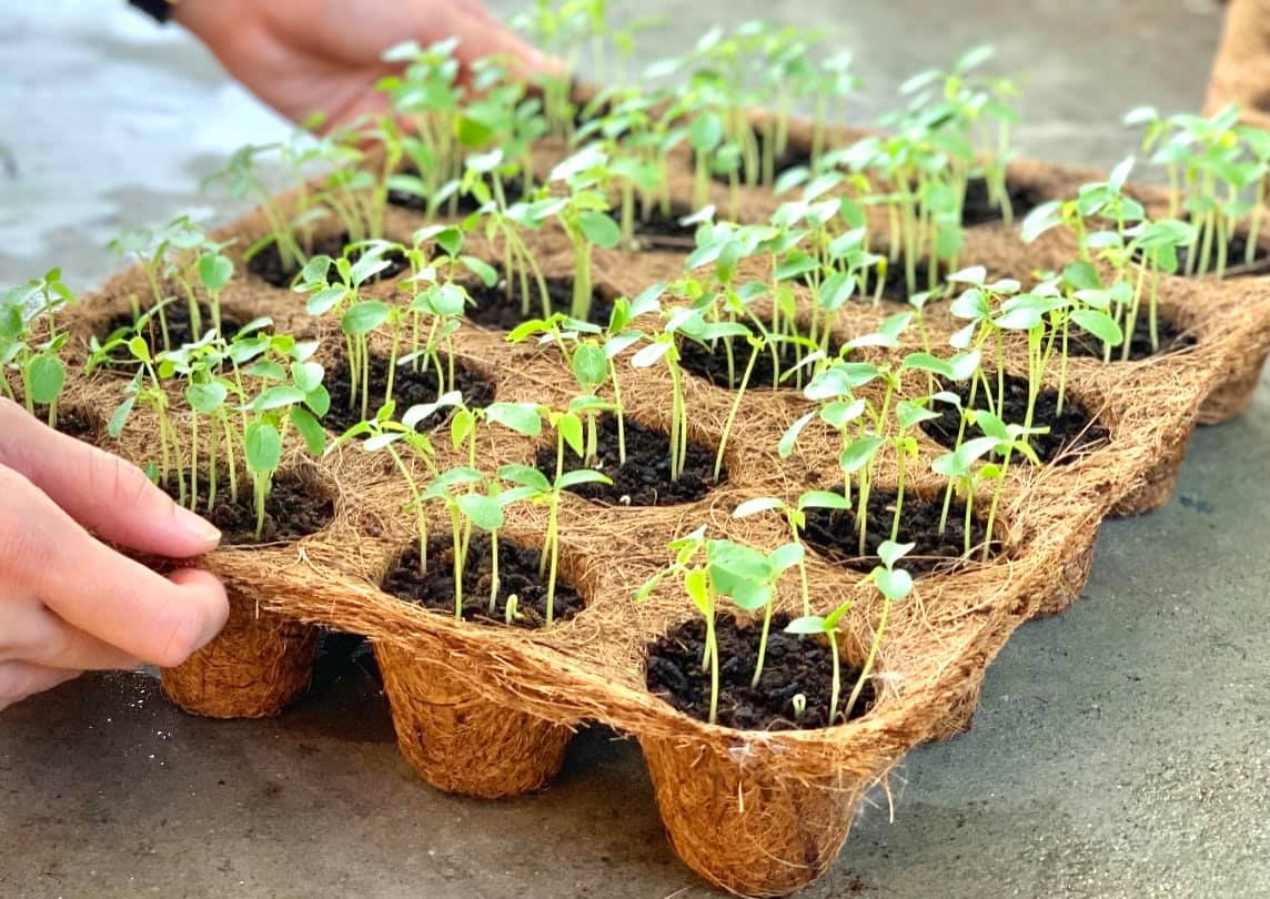 Planting tree in pot Biodegradable and Compostable Pots