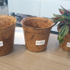 Replanting pot plants