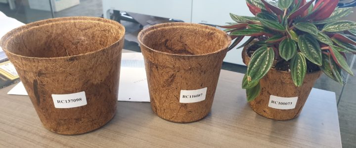 Replanting pot plants