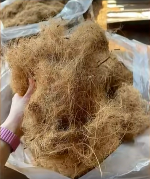 Coconut husk fiber